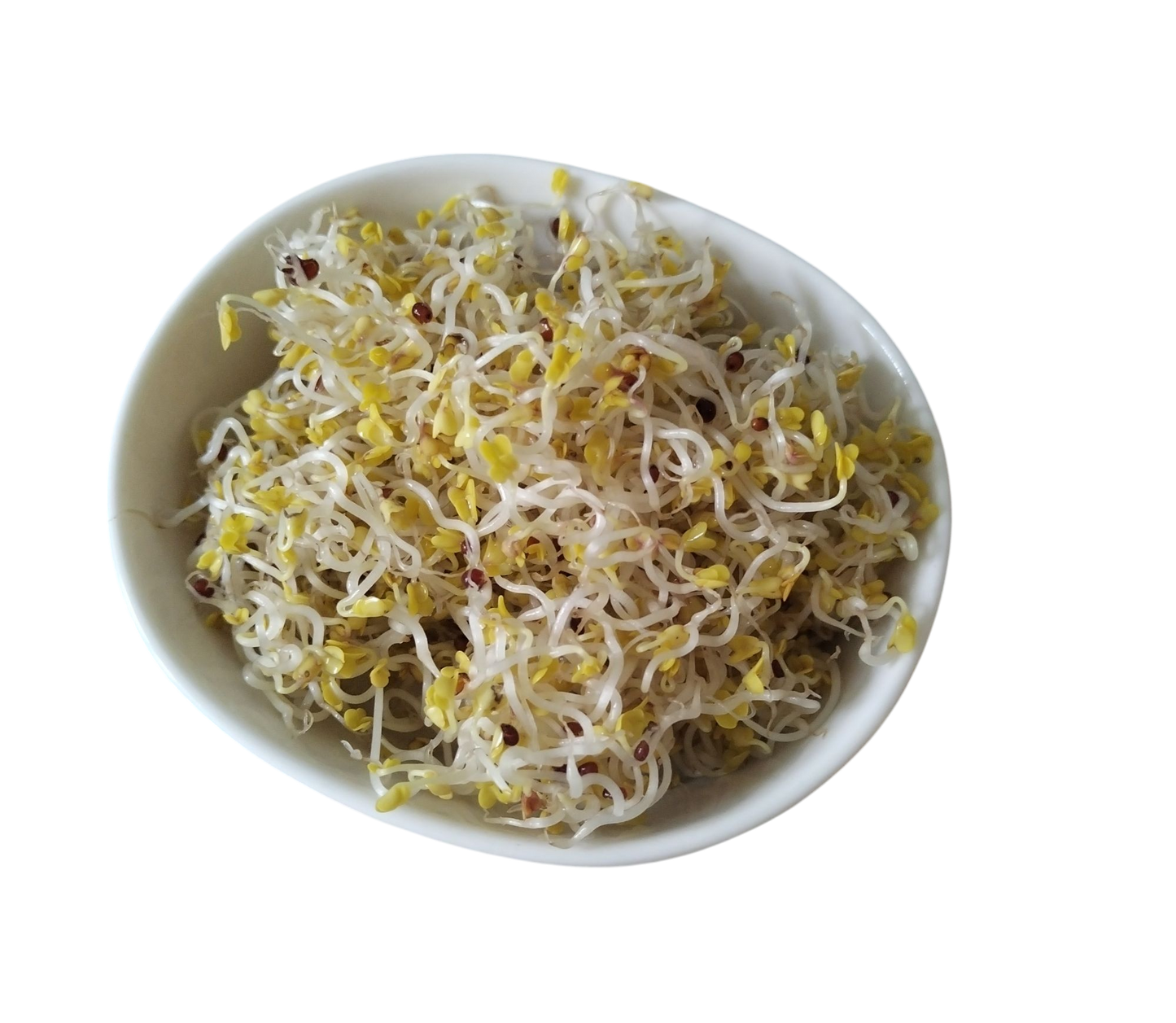 Germeni de broccoli